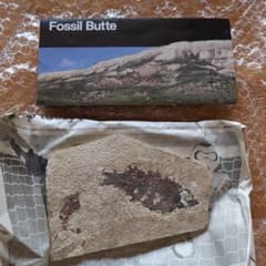 【希少】アメリカ ワイオミング州 絶滅古代魚の良質化石 ⑤ 希少】アメリカ ワイオミング州 絶滅古代魚の良質化石 ③ - メルカリ