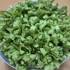 天然ふきのとう　 ネコポスの箱いっぱい　柔らかくて美味しい1のサムネイル
