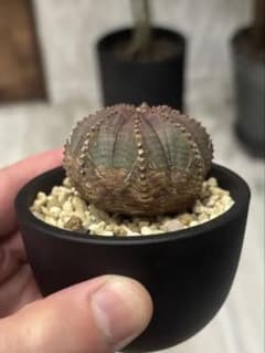 ユーフォルビア オベサ 木質化 - メルカリ