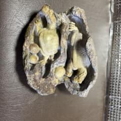 シ*ン様 亀の石彫刻のサムネイル