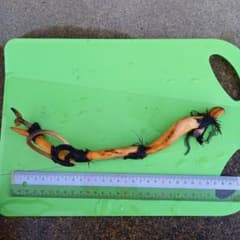 蓮　一天四海のサムネイル