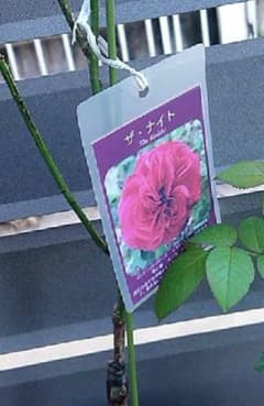 ザ ナイト   薔薇  バラ苗のサムネイル