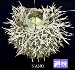 P.Willinckii 'Nano' spore - メルカリ
