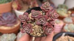 赤葉日高ミセバヤ 抜き苗 多肉植物 - メルカリ