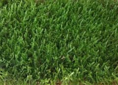 ★送料無料★ ハイゴケ12cm9cm(苔玉 テラリウム 盆栽)説明付きのサムネイル