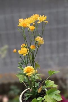 ラナンキュラス ラックス　ミネルバ　植えこみ苗　蕾ありのサムネイル