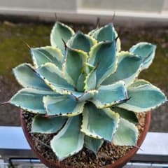 アガベ イシスメンシス カブトガニ錦 3年育成 美株 希少品 アガベ イシスメンシス カブトガニ錦 3年育成 美株 希少品 - メルカリ