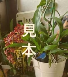 オンシジューム　シャリーベイビー黒鉢のサムネイル