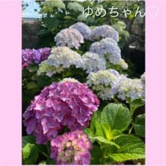 ゆめちゃん❤️専用のサムネイル