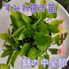スミレ 抜き苗 鉢の中全部 山野草 メルカリ便 - メルカリ