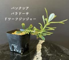 希少 バンクシア パラドーサ ドワーフジンジャー 挿し木 苗 苗木 希少 バンクシア パラドーサ ドワーフジンジャー 挿し木 苗 苗木