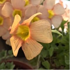 Oxalis obtusa Sun Disc オキザリスのサムネイル