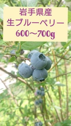 生ブルーベリー 無農薬 600～700gのサムネイル