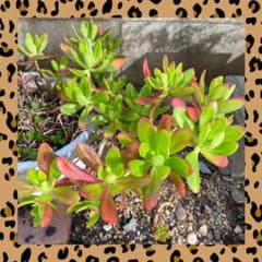 ☆多肉植物☆宝珠☆カット苗☆のサムネイル