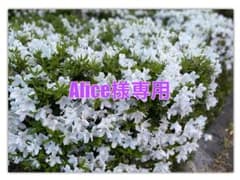Alice様専用※他の人は購入しないでくださいのサムネイル
