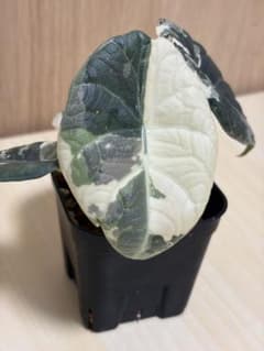 MH1アロカシア マハラニ ゴールド 黄斑入り | Japonya'daki Mercari