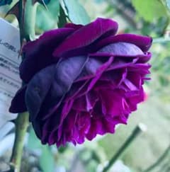 切りバラ　稀少和バラ　強香　ポットごとメルカリ便発送 バラ苗 超強香 黒赤紫 宅急便コンパクト発送 - メルカリ