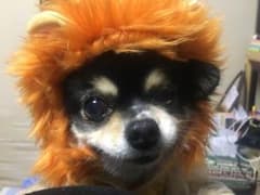 ライオンのウエアのサムネイル