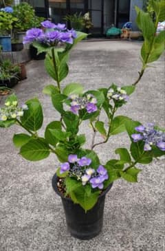バラ咲き額アジサイ挿し木苗のサムネイル