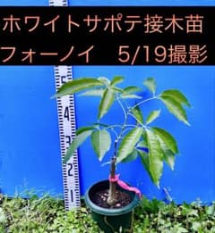 ホワイトサポテ　フォーノイ接木苗 ホワイトサポテ フォーノイ接木苗 - メルカリ