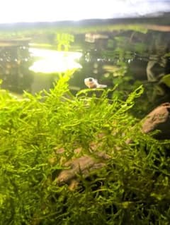 南米ウィローモス20グラム　メルカリ便　無農薬　無スネールのサムネイル