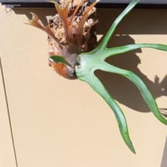 ビカクシダ ビフルカツムホワイトコルク付 - メルカリ