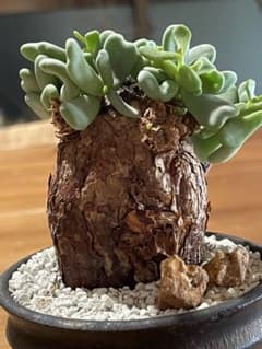 現地球／発根済】小さな巨人/バオバブフォーム ピグマエア - メルカリ