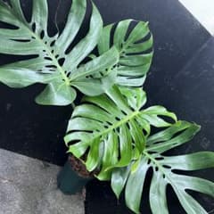 ぷ*ぅ様 モンステラデリシオーサマクロコズム超希少系統鉢植え75