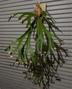 m16856627958_1.jpg?1729434029