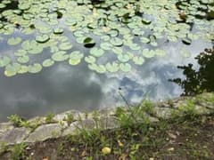 自然の風景 ハスの葉のサムネイル