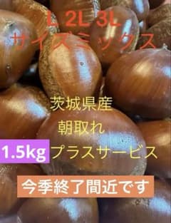 茨城県産 ミックス栗 1.5kg L2L3Lサイズ　朝取れ生栗無農薬のサムネイル