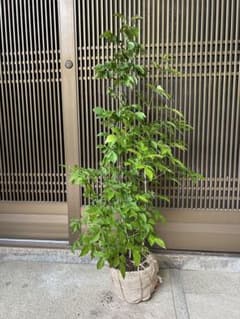 人気の落葉樹　⭐️ アオダモ　⭐️ お値打ち　②のサムネイル