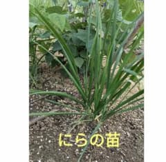 20芽 にら苗 ゆうパケット発送 ニラの苗 趣味の園芸 ニラ苗のサムネイル