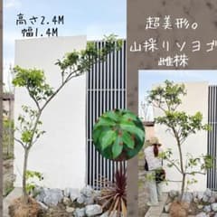 超美形。門かぶり山採りソヨゴ 雌株2.4M(鉢底から) - メルカリ
