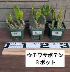 ウチワサボテンNo.01 3ポットセット 抜き苗 - メルカリ