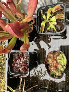 食虫植物セット　サラセニア　モウセンゴケ　ハエトリソウのサムネイル