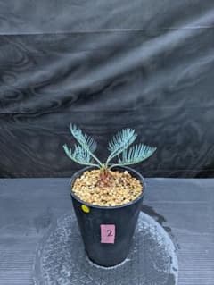 期間限定 2 サイカス カイルンシアナ ドワーフ スーパーブルー