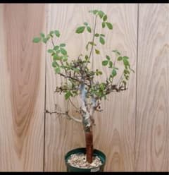 コミフォラ　カタフ　ターカネンシスのサムネイル