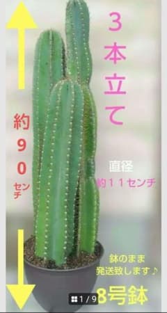 緑色の多幹サボテン　直径約１１㌢3本立て　鉢のまま発送致します♪ブラウン8号鉢 緑色の多幹サボテン 直径約11㌢3本立て 鉢のまま発送致します
