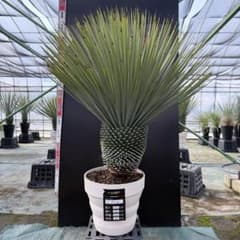 【AL859】ユッカ　ロストラータ　美形　シルバーブルー　極太個体 ユッカ ロストラータ【24-506】超美形 シルバーブルー ユッカ