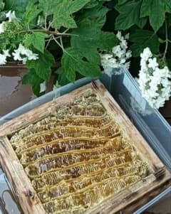 日本蜜蜂はちみつ6月採れたて880g垂れ蜜 - メルカリ