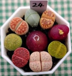多肉植物リトープス/コノフィツム ブルゲリ 入り カラフルセット 土