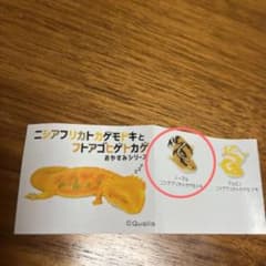 ニシアフリカトカゲモドキとフトアゴヒゲトカゲおやすみシリーズのサムネイル
