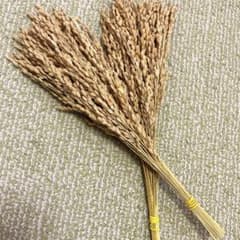 稲穂　ドライフラワー　50本のサムネイル