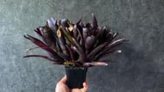 ネオレゲリア ノスフェラトゥ - メルカリ