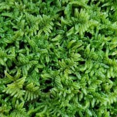 天然苔 上質 ハイゴケ 1トレー - メルカリ