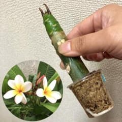 発根済み！ プルメリア 挿し木 苗 白 カップごとこのまま発送！ - メルカリ