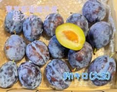 東京都稲城市産 生プルーン 約1キロ 大玉　即日発送のサムネイル