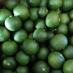 徳島県産 すだち 露地物 完全無農薬のサムネイル
