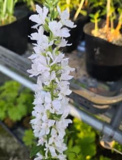 山野草 白花ミソハギのサムネイル
